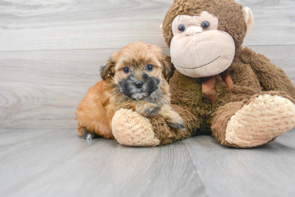 Friendly Morkie Baby