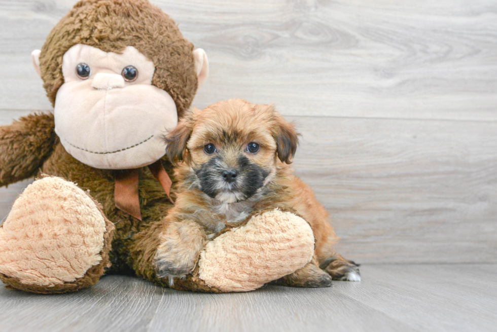 Adorable Yorkie Designer Puppy