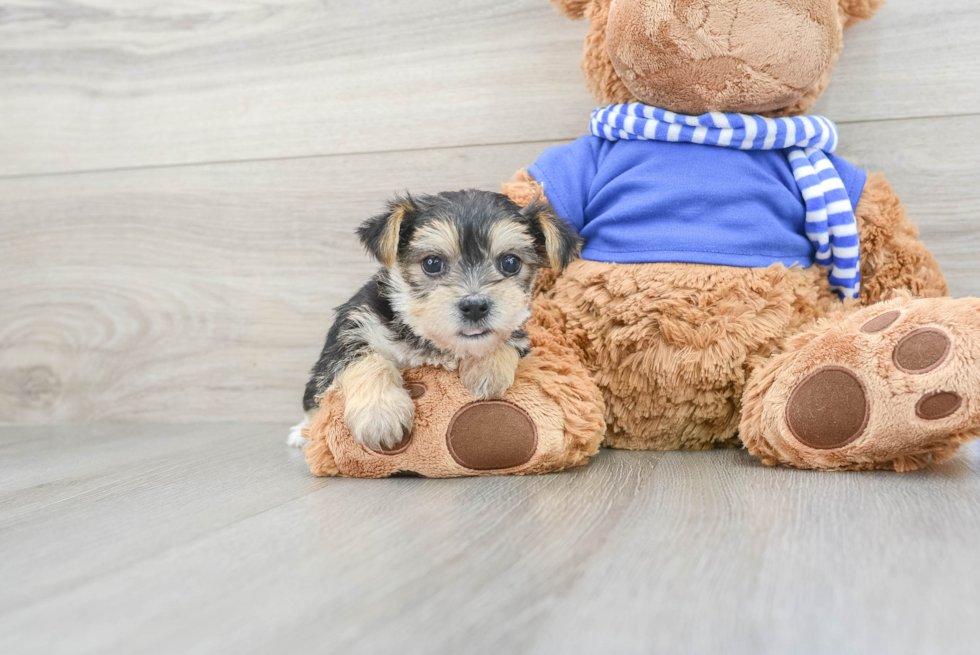 Sweet Morkie Baby