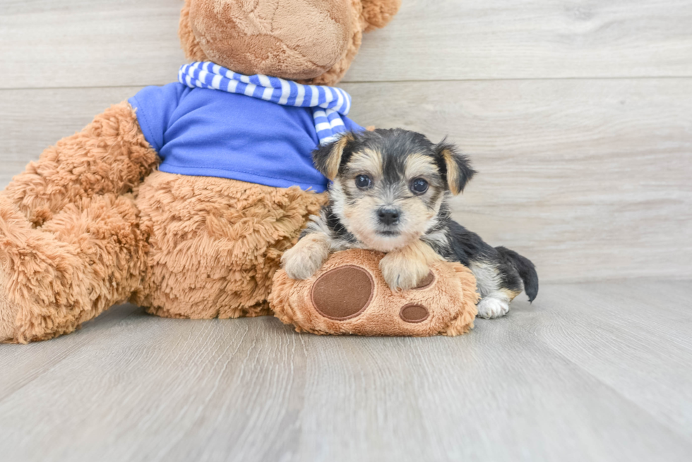 Adorable Yorkie Designer Puppy