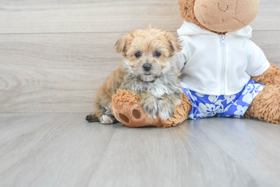 Smart Morkie Designer Pup