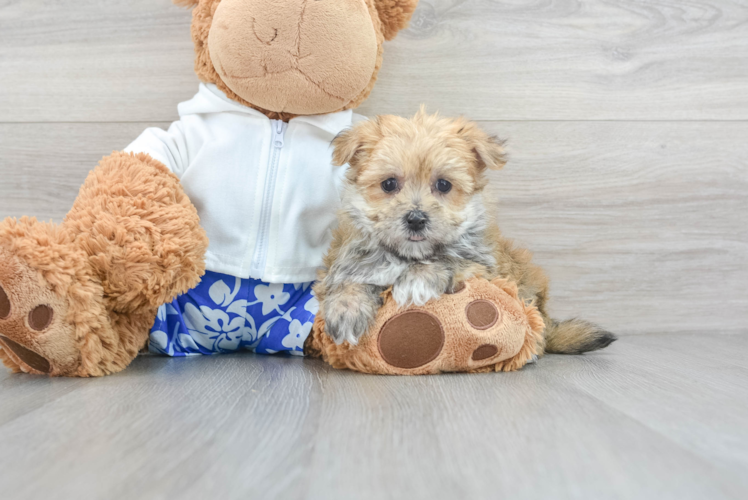 Morkie Pup Being Cute