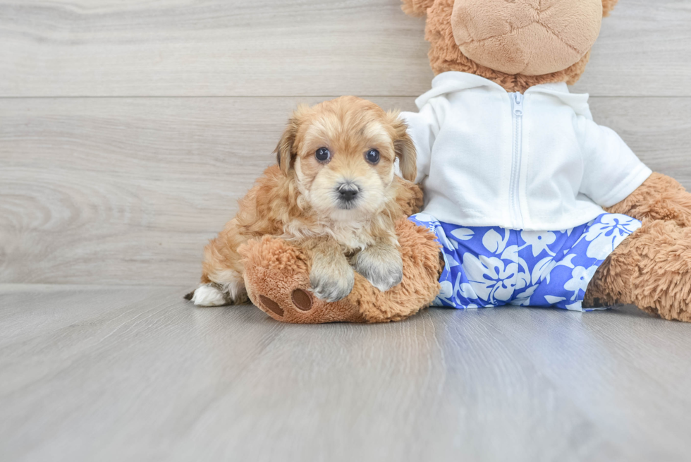 Morkie Pup Being Cute