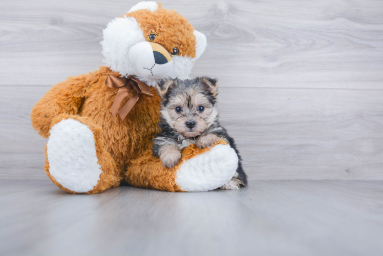 Best Morkie Baby