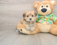 6 week old Morkie Puppy For Sale - Premier Pups