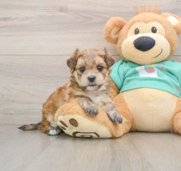7 week old Morkie Puppy For Sale - Premier Pups