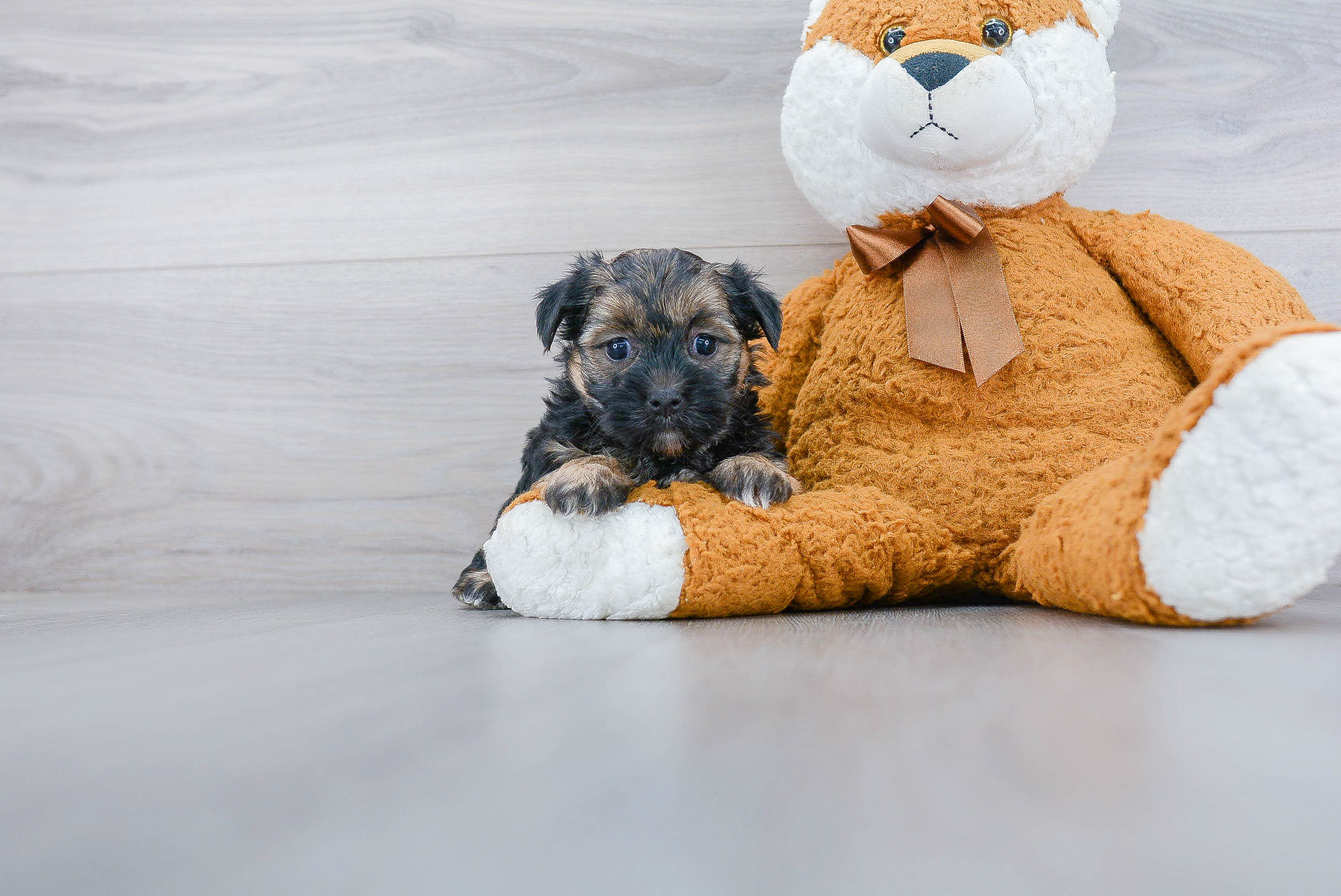 Morkie Pup Being Cute
