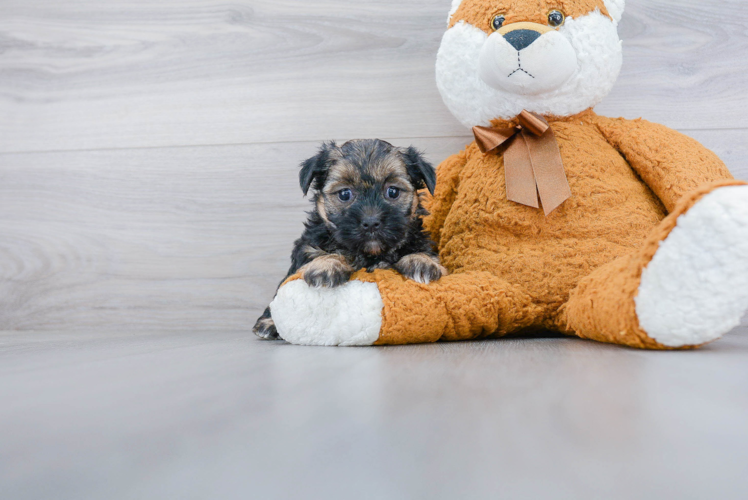 Morkie Pup Being Cute