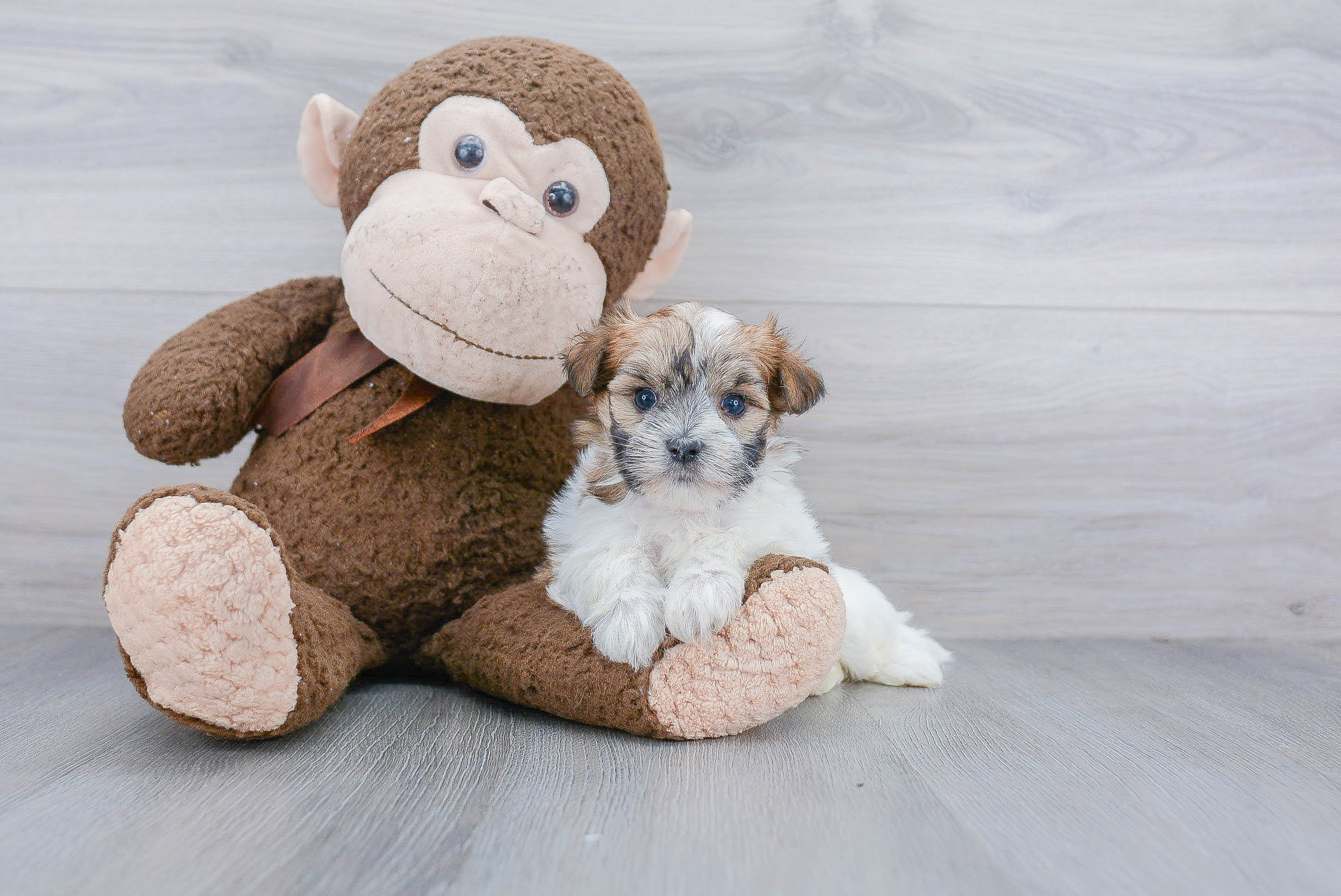 Playful Yorkie Designer Puppy