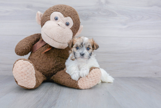 Playful Yorkie Designer Puppy