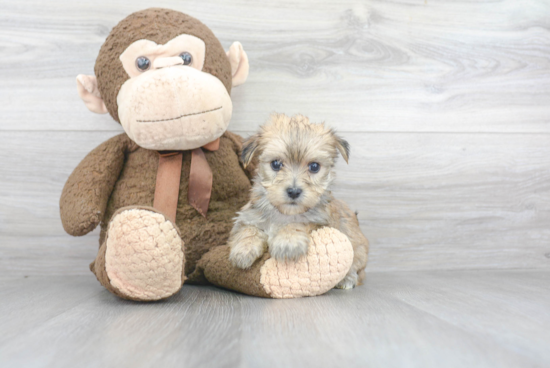 Morkie Pup Being Cute