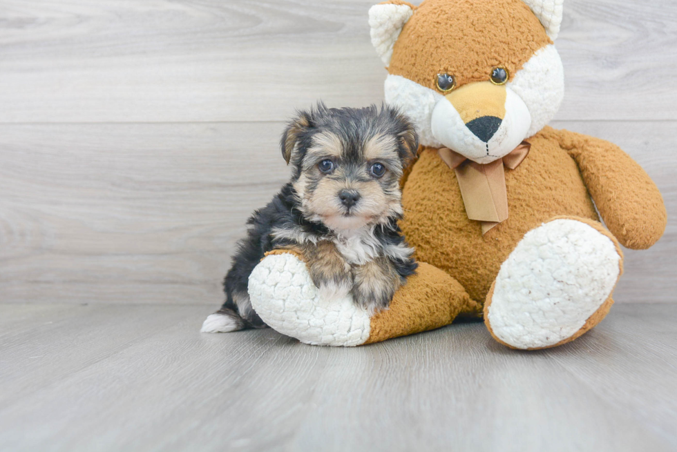 Petite Morkie Designer Pup