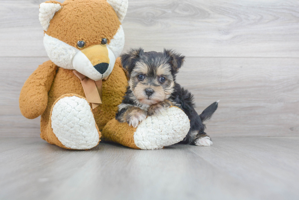 Morkie Pup Being Cute