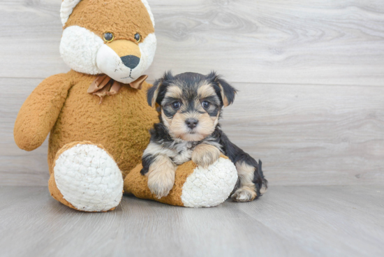 Cute Morkie Baby