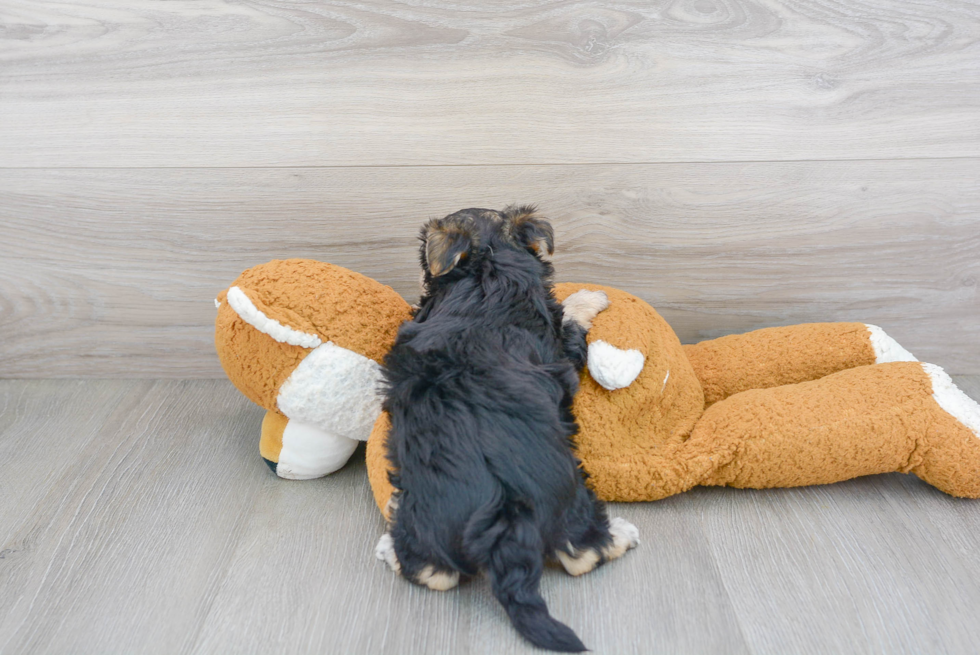 Adorable Yorkie Designer Puppy