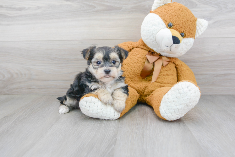 Morkie Puppy for Adoption