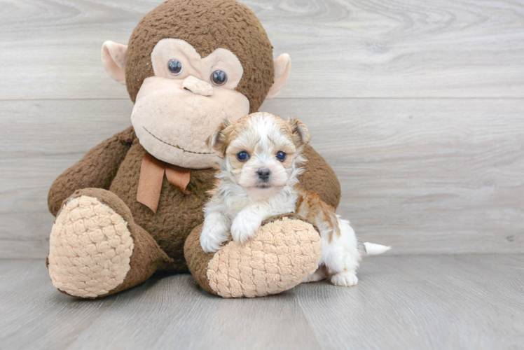 Adorable Yorkie Designer Puppy