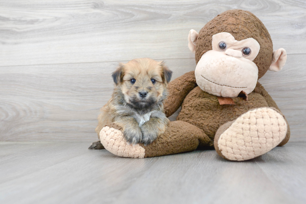 Friendly Morkie Baby