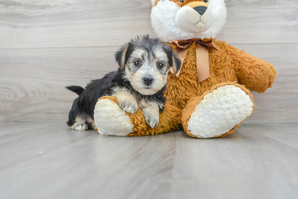 Hypoallergenic Yorkie Designer Puppy