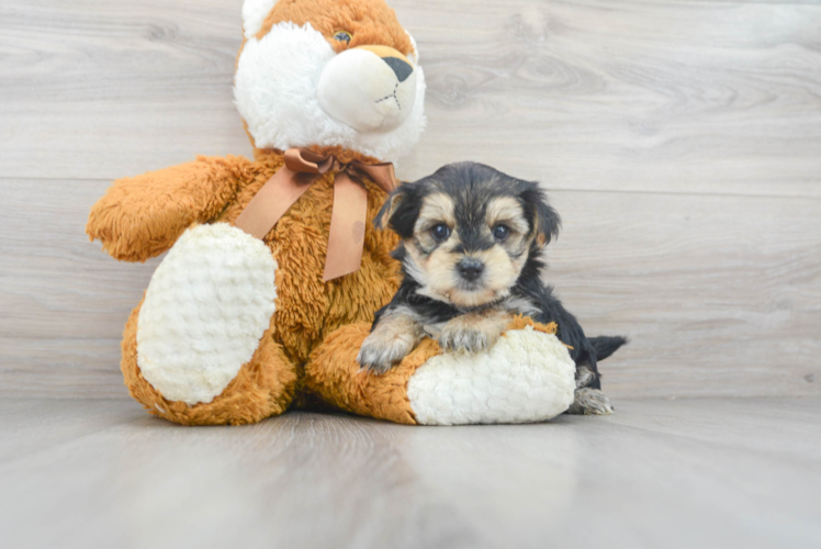 Morkie Pup Being Cute