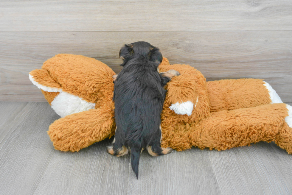 Morkie Puppy for Adoption