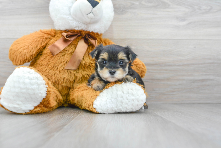Morkie Pup Being Cute