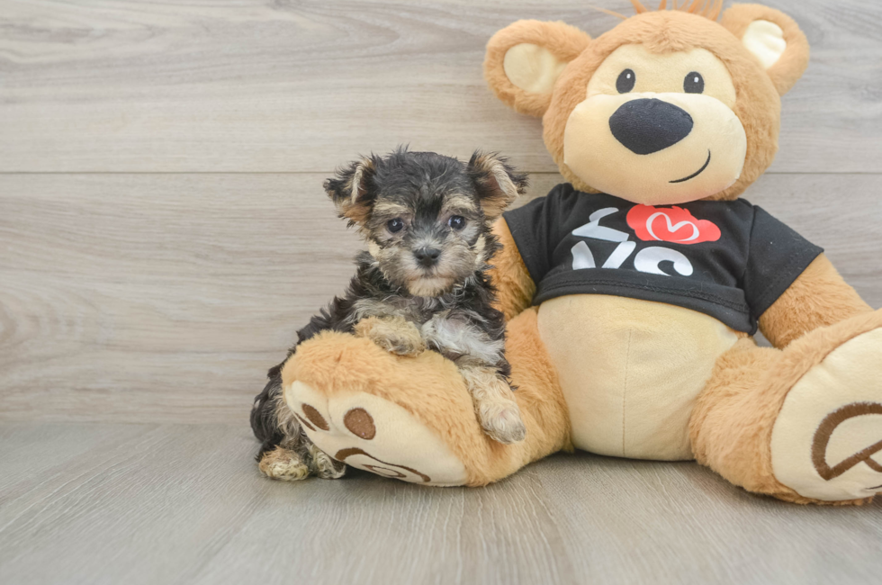 6 week old Morkie Puppy For Sale - Premier Pups