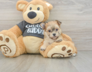 5 week old Morkie Puppy For Sale - Premier Pups
