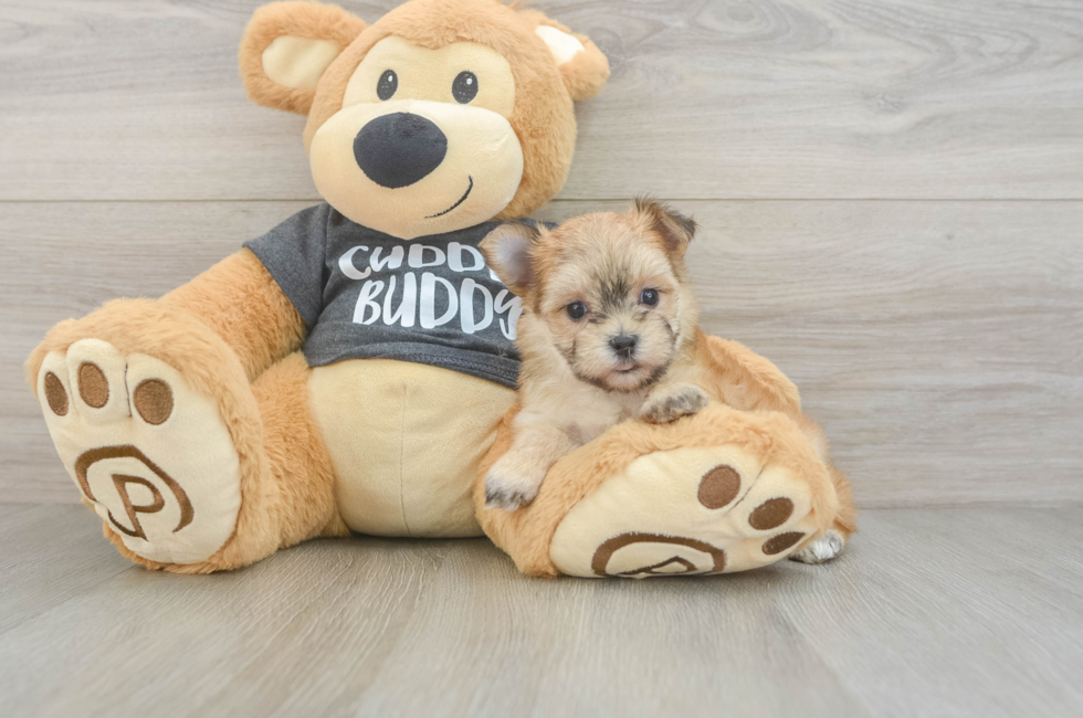 5 week old Morkie Puppy For Sale - Premier Pups