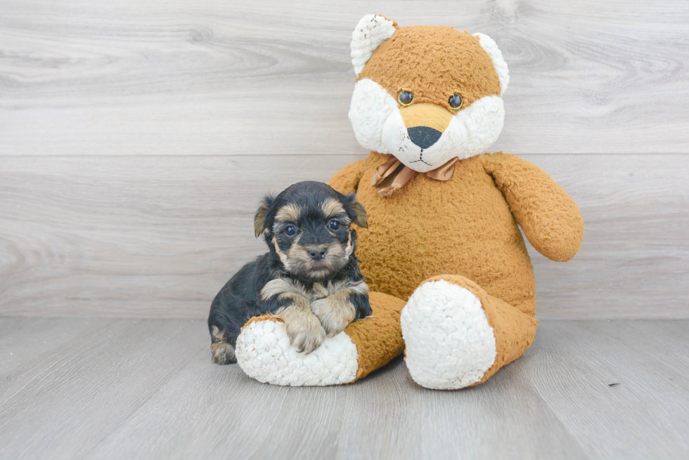 Best Morkie Baby