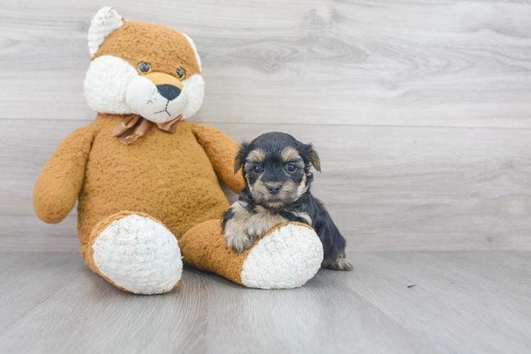 Friendly Morkie Baby