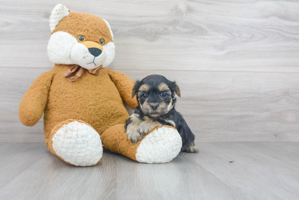 Friendly Morkie Baby