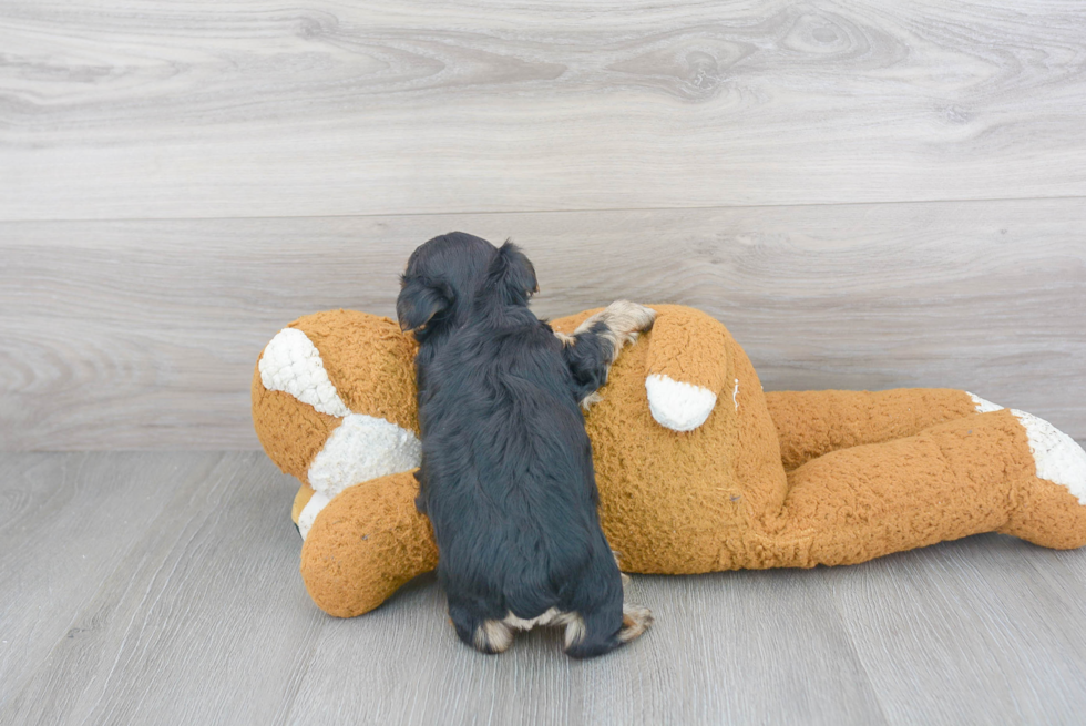 Best Morkie Baby