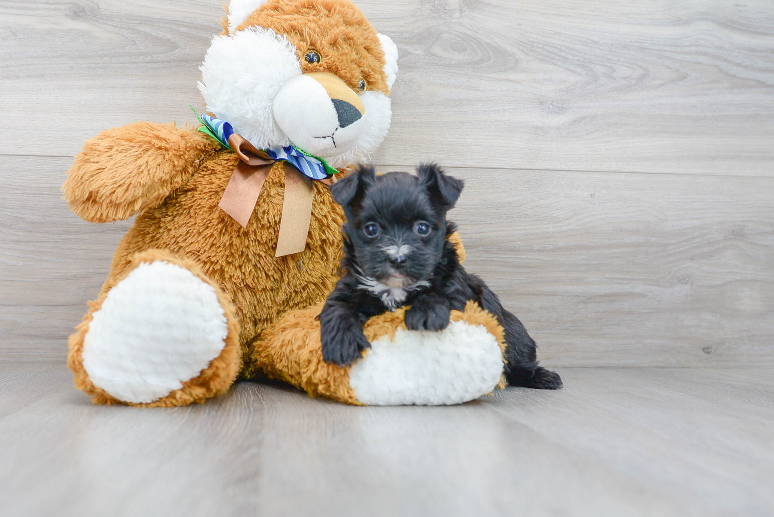 Morkie Pup Being Cute