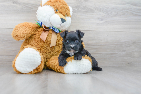 Morkie Pup Being Cute