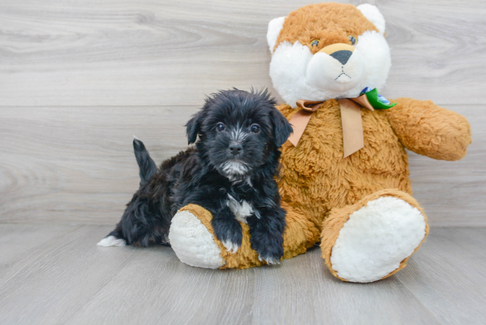 Playful Yorkie Designer Puppy