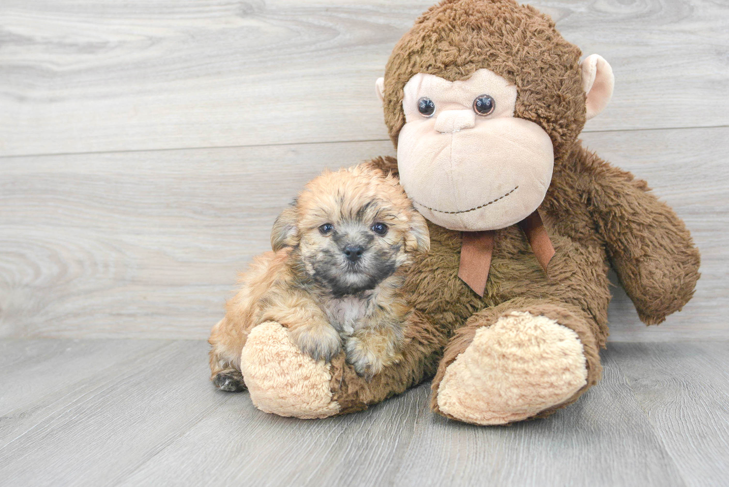 Energetic Yorkie Designer Puppy