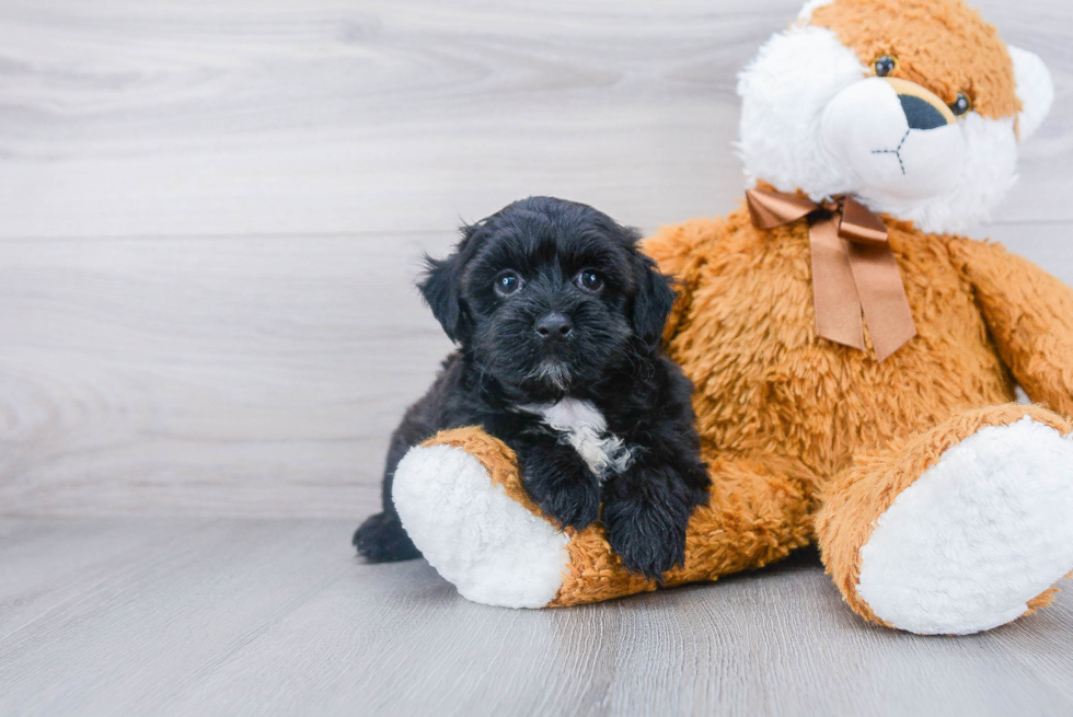 Best Morkie Baby