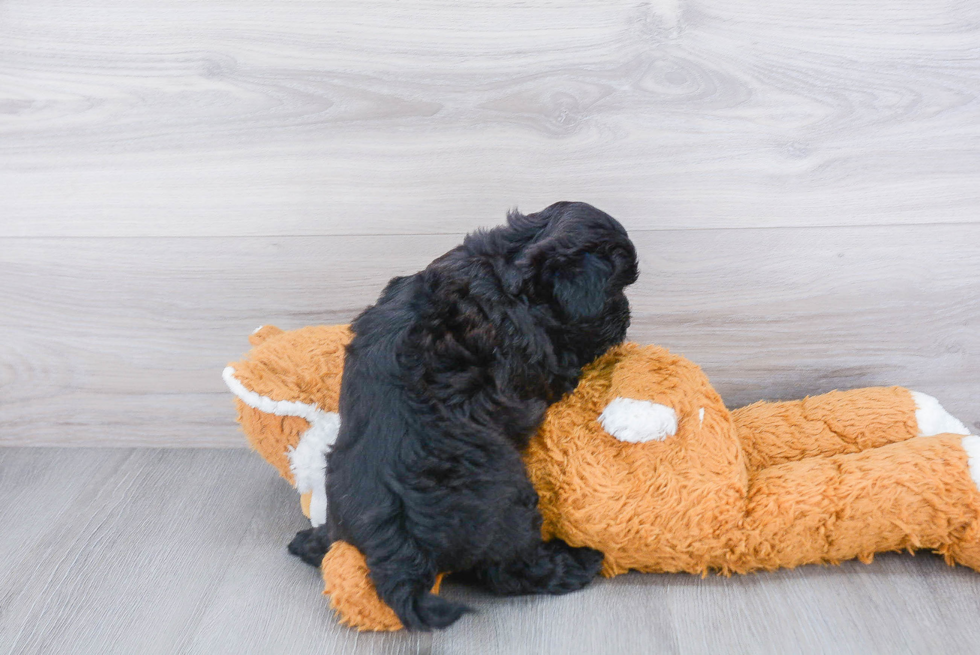 Morkie Pup Being Cute