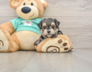 6 week old Morkie Puppy For Sale - Premier Pups