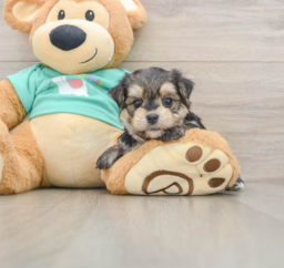6 week old Morkie Puppy For Sale - Premier Pups