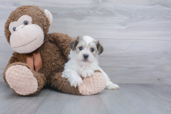 Morkie Pup Being Cute