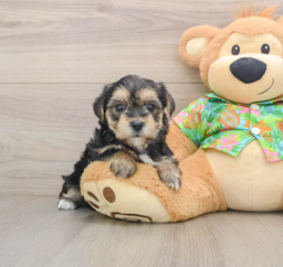 5 week old Morkie Puppy For Sale - Premier Pups