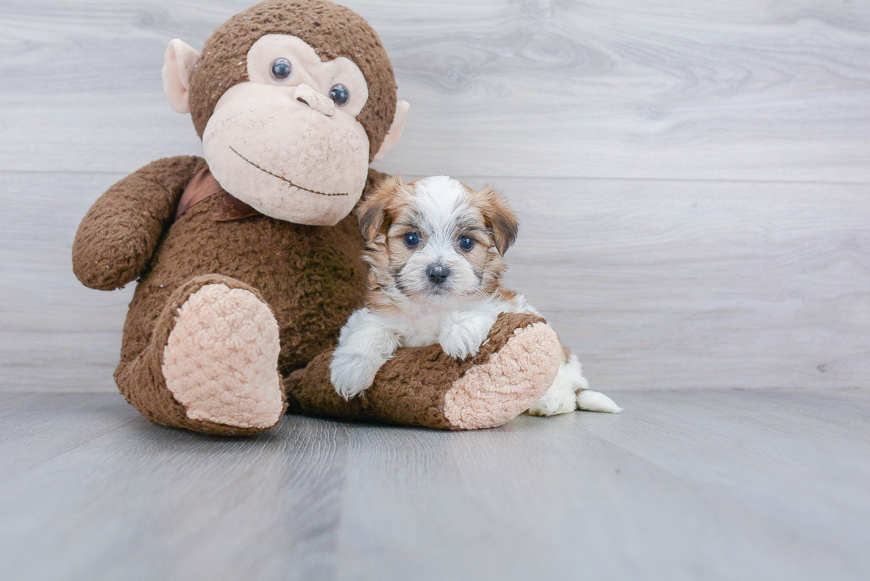 Best Morkie Baby