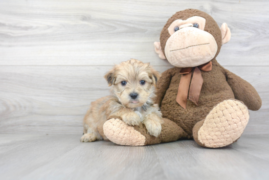 Morkie Puppy for Adoption