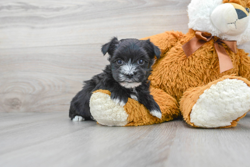 Adorable Yorkie Designer Puppy