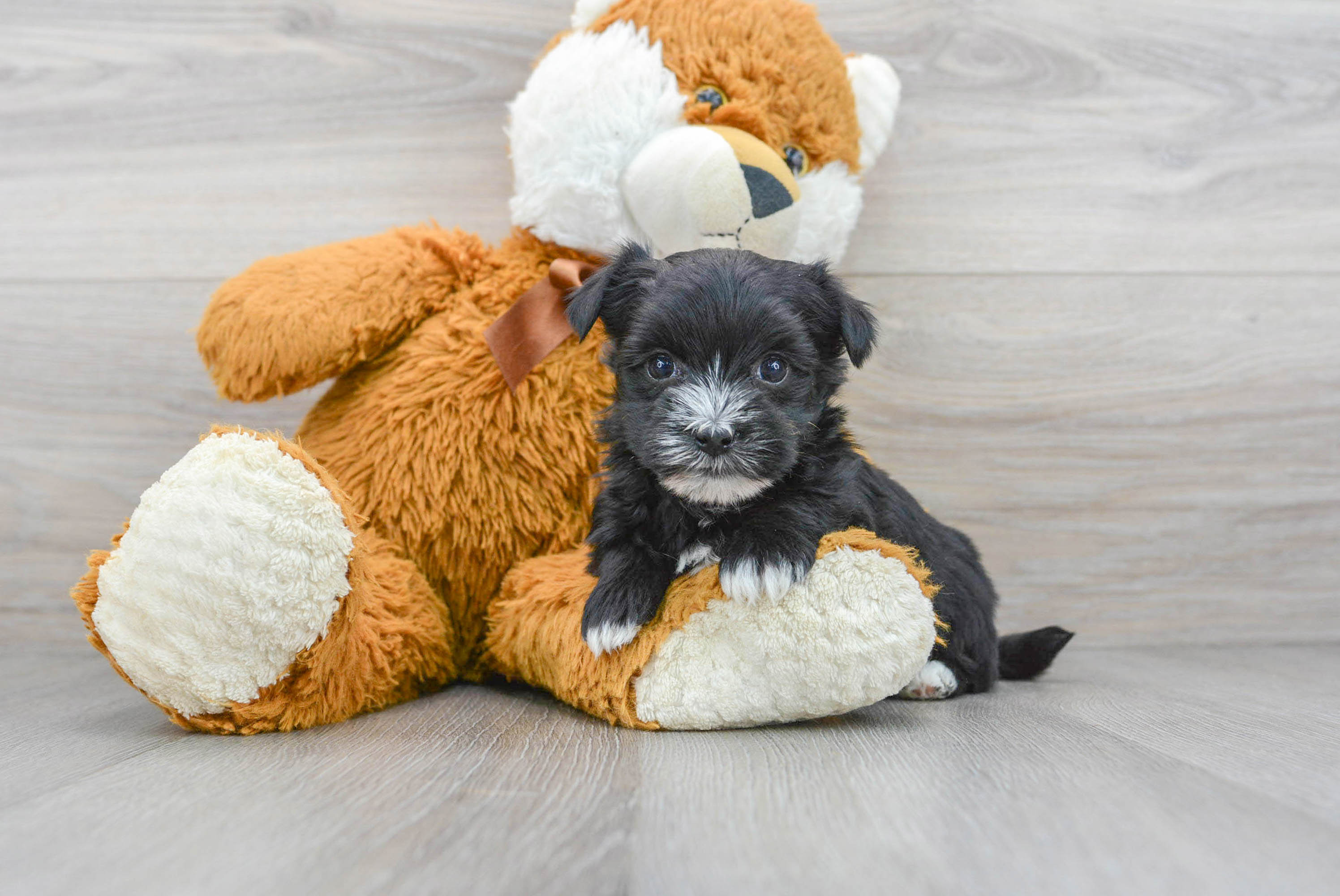 Little Yorkie Designer Puppy