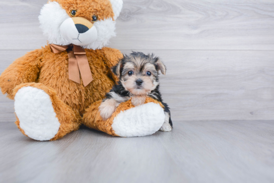 Friendly Morkie Baby