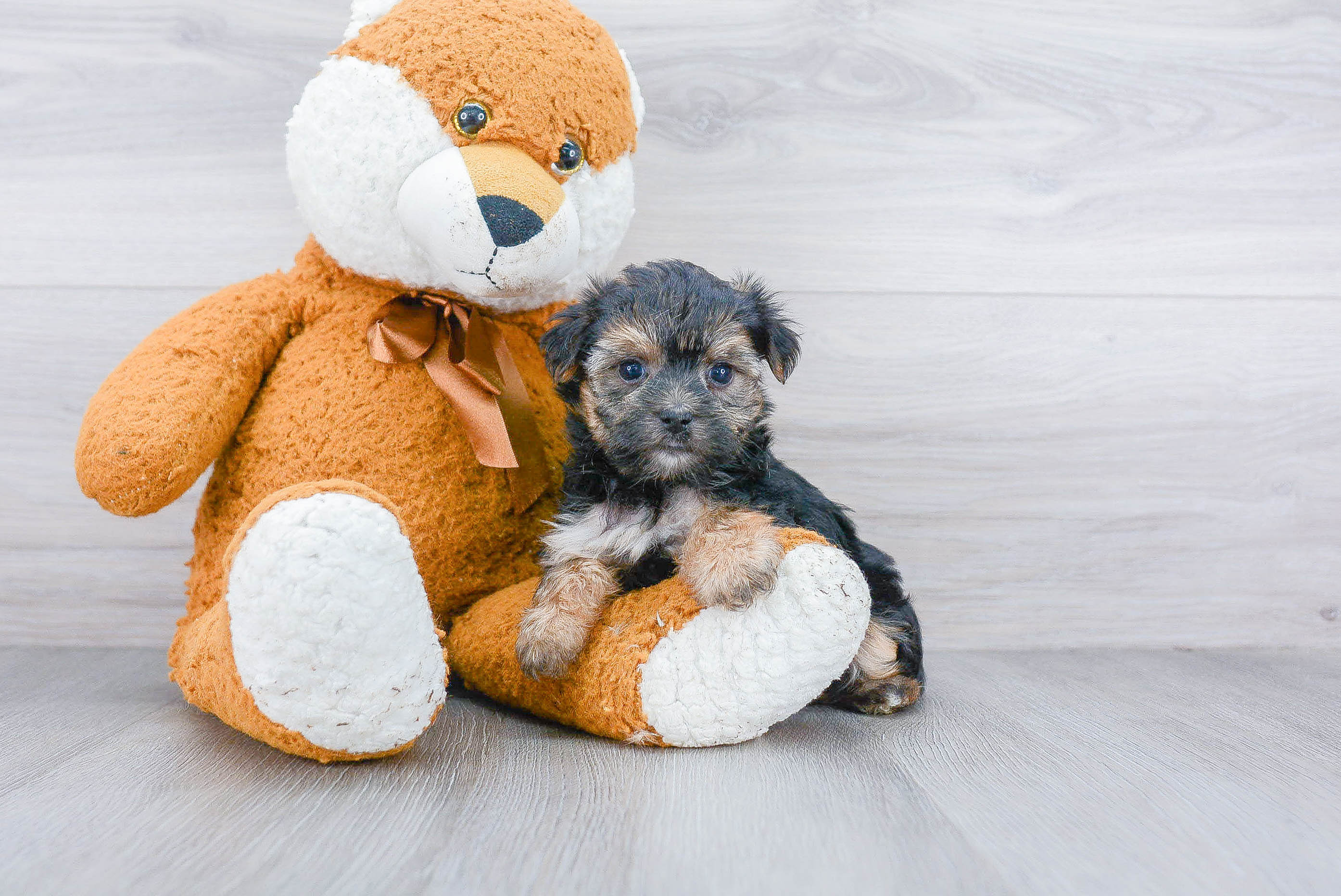 Best Morkie Baby