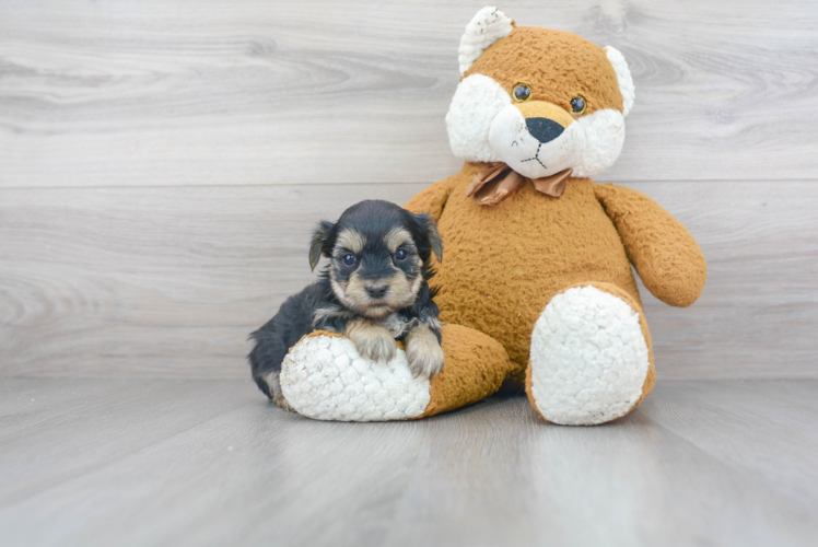 Popular Morkie Designer Pup